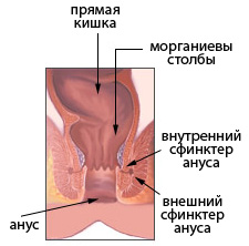 Рак анального канала — первые признаки и симптомы, лечение онкологии анального канала в Москве